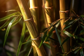 Bamboo Fragrance Oil