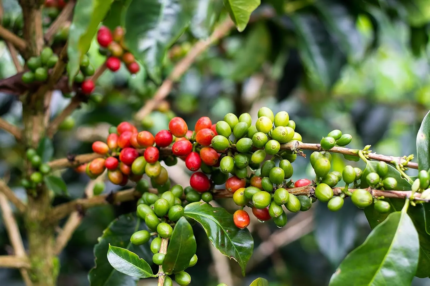 Colombian Specialty Coffee Whole Bean Medium Roast Arabica Gourmet Fresh Roasted Single Origin Low Acid Smooth Flavor Balanced Caturra Variety Fruity Notes High Altitude Quality Gift Ready 8.8oz 250g