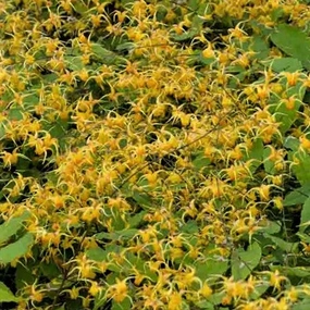 Epimedium Amber Queen Barrenwort (EPIMEDIUM AMBER QUEEN)