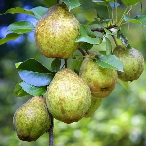 Kieffer Pear Tree, Fruit Bearing, Deciduous, Ornamental Value, 7 gal, Nursery Pot, 4-5 ft Tall, (Due to Agricultural Laws, we Cannot Ship to CA, AZ, AK, or HI), White, Green