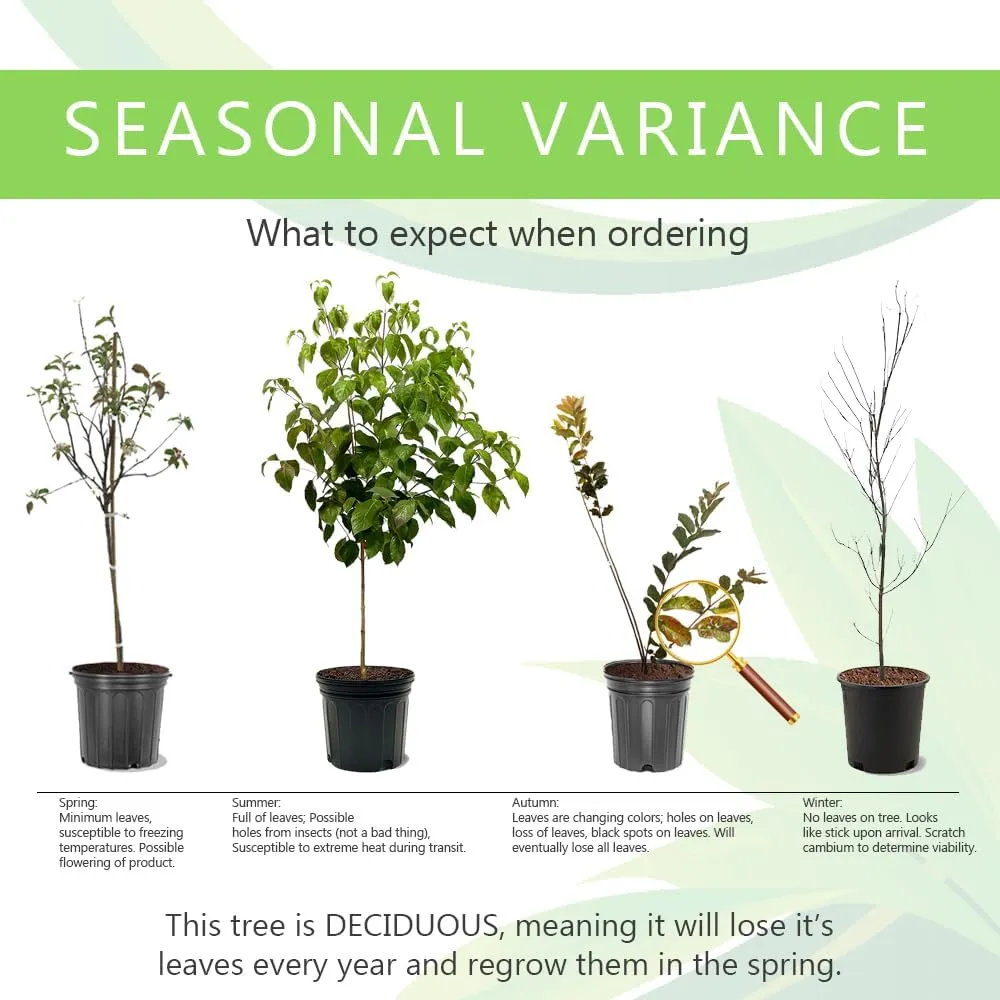Kieffer Pear Tree, Fruit Bearing, Deciduous, Ornamental Value, 7 gal, Nursery Pot, 4-5 ft Tall, (Due to Agricultural Laws, we Cannot Ship to CA, AZ, AK, or HI), White, Green