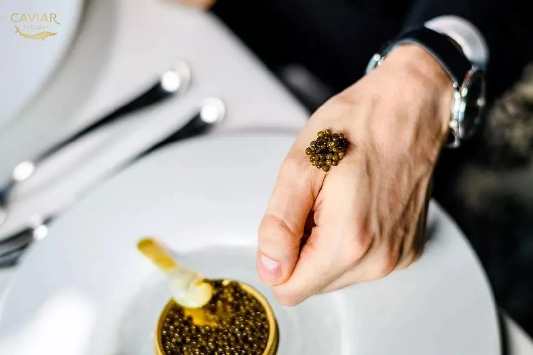 MAJESTIC Collection - Premium KALUGA Sturgeon Black Caviar - 1.8 oz / 50 g in Metal Jar - Kaluga Black Caviar with Classical Malossol Taste from Sturgeon Black Roe by Caviar d'Eden